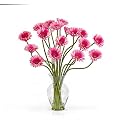 Gerber Daisy Liquid Illusion