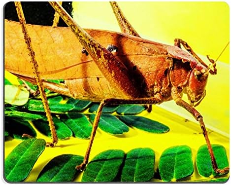 grasshopper viridissima insect scare chitin QZone Customized Made to Order Cloth with Neoprene Rubber Mouse Pads