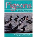Pigeons (Illustrated) (Hardcover)