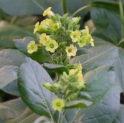 Mohawk Ceremonial Tobacco 50 Seeds - Nicotiana rustica Mohawk Ceremonial Tobacco 50 Seeds - Nicotiana rustica