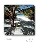 TREE & SHADOW - Gallery Wrapped, Stretched Canvas Photograph