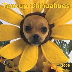 Chihuahuas, Teacup 2009 Square Wall Calendar (Multilingual Edition)