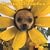 Chihuahuas, Teacup 2009 Square Wall Calendar (Multilingual Edition)
