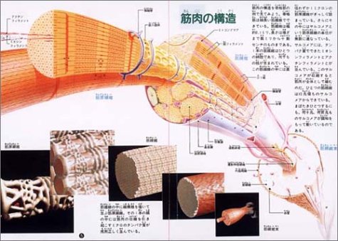 Cover image : NHK まんが 驚異の小宇宙・人体〈第3巻〉骨・筋肉/免疫