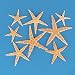 Package of 30 Real Starfish