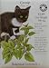 Catnip Certified Organic Seeds 450 Seeds