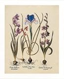 Iris Bulbs (Plant Study) Art Print Poster - 16x20