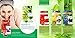 Vetiver Soap (Royal Indian Khus Bar Soap) with Olive and Soybean Oil - Handmade Herbal Soap (Aromatherapy) with 100% Pure Essential Oils - ALL Natural - For Radiant Complexion - Each 2.65 Ounces - Pack of 12 (32 Ounces, 2 Lb) - Vaadi Herbals