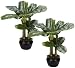 2 Artificial Banana Palm Trees Tropical Silk Decor Plants (2x 28" + 2x 21") Pre-potted in Two Pots