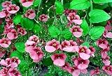 Pink Queen Twinspur 100 Seeds