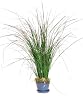 PRESERVED GRASS 44"H
