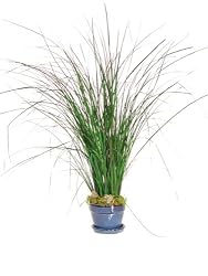 PRESERVED GRASS 44"H