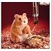 Folkmanis 2204 - Hamster