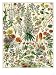 Perennial Garden Flowers, Aster, Daisy, Bleeding Heart, Geranium, Primrose, Phlox Giclee Poster Print, 30x40