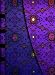 Books : Violet Wrap: Lined (French Ornate Wraps)