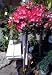 Brilliant Azalea Topiary Patio Tree Five Gallon