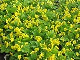 Eigenschaften Dachstauden  / Waldsteiniana geoides - Polsterbildende Waldsteinie