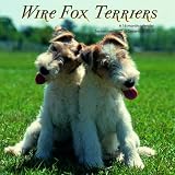 Wire Fox Terriers 2013 Wall Calendar