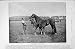 1895 HORSE RACING POSTSCRIPT FOAL IRISH WAKE GAY BOY