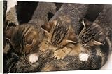 Box Canvas Print of Tabby Kittens from RSPCA