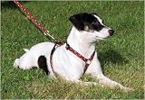 Retro Red - 1/2 in. Lupine Adjustable Roman Style Harness - 9 in. to 14 in.