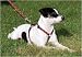 1/2 in. Lupine Adjustable Roman Style Harness - 9 in. to 14 in. - Retro Red