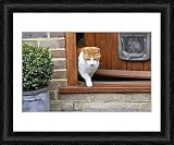 Framed Print of JD-20762 CAT. walking out of back door from Ardea