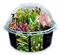 Grow Your Own Carnivorous Creations Terrarium