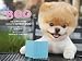 Boo: The Life of the World's Cutest Dog