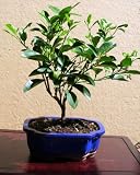 LOUSBONSAINURSERY BLOOD ORANGE BONSAI TREE (FLOWERS AND FRUITS)