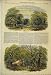 1848 New Forest Mark Ash Wood Charcoal-Burners Trees