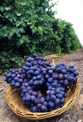 25 Concord Grape Seeds