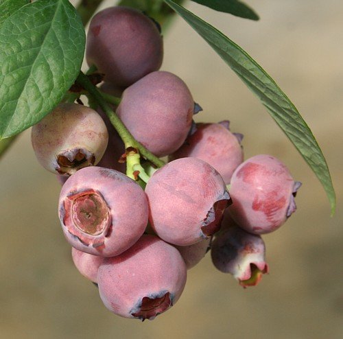 Hirt's Pink Champagne Blueberry Plant - The First Frosted Pink Blueberry