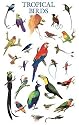 Tropical Birds Poster (Posters)