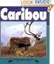 Caribou (Nature Watch)