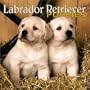 Yellow Labrador Retriever Puppies 2004 Calendar