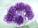20 Fresh-cut Purple Moonlite Carnations (advance ordering recommended)