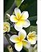 Photographic Prints of Frangipani flower from Danita Delimont