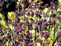 Early Amethyst Beautyberry - Callicarpa - Shrub/Bonsai