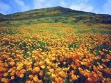 California Poppies, Lake Elsinore, California, USA Photographic
Poster Print by Christopher Talbot Frank, 18x24