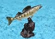 Taxidermy 12" Fiberglass Walleye Fish Sculpture Statue