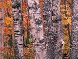Forest Landscape and Fall Colors on Deciduous Trees, Lake Superior National Forest, Minnesota, USA Photographic Poster Print by Gavriel Jecan, 36x48 510A7Xbi4PL. SL160 Forest Landscape and Fall Colors on Deciduous Trees, Lake Superior National Forest, Minnesota, USA Photographic Poster Print by Gavriel Jecan, 36x48