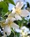 Flowers of Blooming Jasmine Shrub - 24
