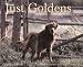 Book Just Goldens Calendar: 2000