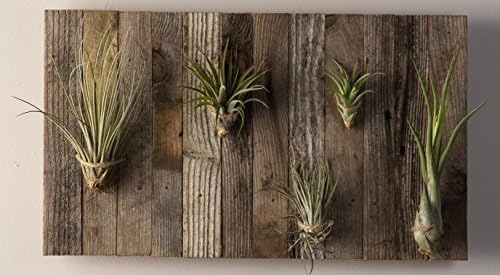 Air Plant 5 Planks Reclaimed Wood Plaque - NEW - FREE Shipping!