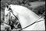 Old Western: The Fighting Stallion DVD (1949) Featuring Bill Edwards, Doris Merrick, Forrest Taylor, Don C. Harvey, Robert Carson, Gene Alsace, Merrill McCormick, Johnny Carpenter, and Maria Hart.