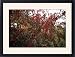 Framed Prints of Tatarian maple (Acer tataricum ginnala) from Science Photo Library