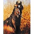 Sari Levin Wham Bam Morgan Stallion Horse Print POSTER - 13x19