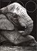 Book Zoo (Natuarl History)