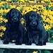   - Black Labrador Retriever Puppies 2007 Wall Calendar